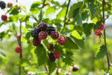 Siyah Ahududu şube.