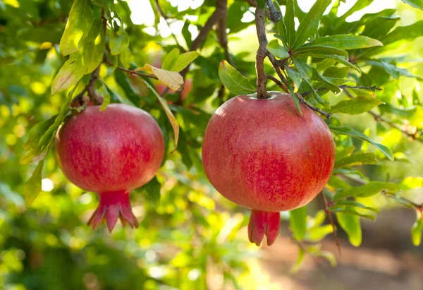 Frutas Romãs Maduras Penduradas Galho Árvore Jardim — Fotografia de Stock