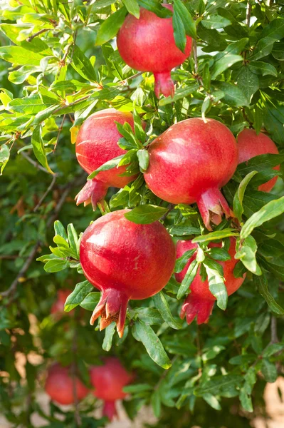 Rijpe Granaatappels Fruit Opknoping Een Boomtak Tuin — Stockfoto