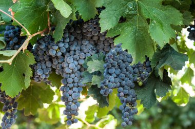 Bağda siyah üzüm. İsrail.