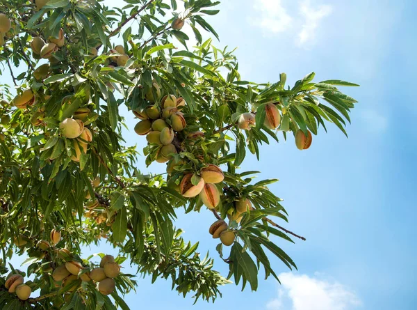Amandelboom Met Rijp Fruit — Stockfoto