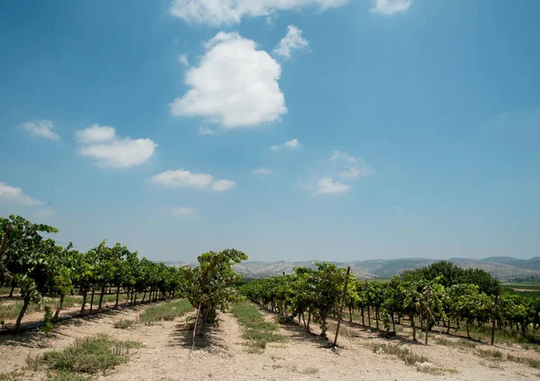Panoramiczny Widok Winnice Izraelu — Zdjęcie stockowe