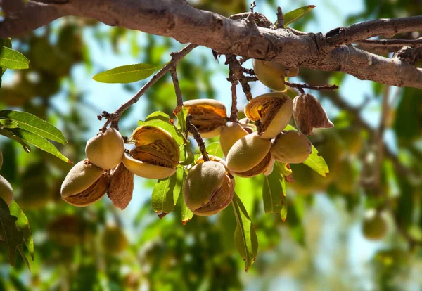 Close Ripe Almonds Almond Tree — Stock Photo, Image