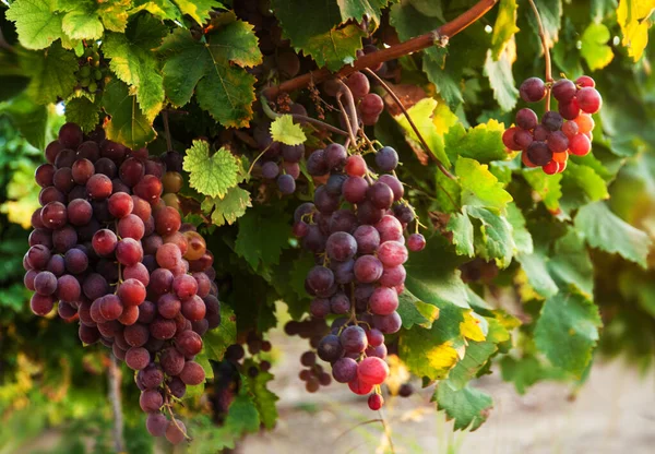 Raisins Mûrs Dans Vignoble Vallée Ayalon Avant Coucher Soleil Israël — Photo