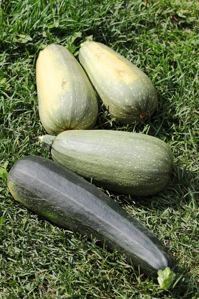 Grande Tutano Vegetal Maduro Grama Verde — Fotografia de Stock