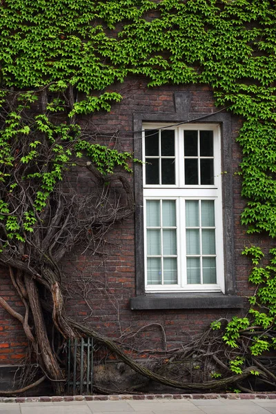Вікно Старого Будинку Стіні Виросло Рослинами — стокове фото