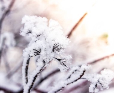 Puzyreplodnik kalinolistny, Physocarpus opulifolius