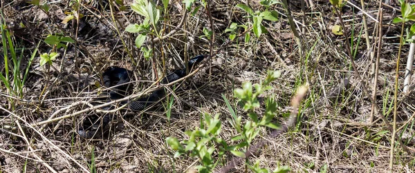 Kleine schwarze Viper — Stockfoto