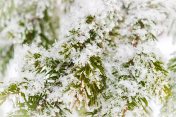 Branches d'épinette dans la neige — Photo
