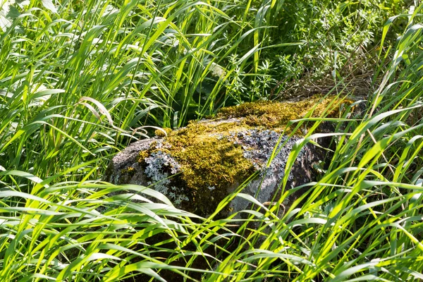 Piedra en la hierba —  Fotos de Stock