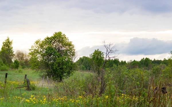 Весенний пейзаж с деревом и небом — стоковое фото