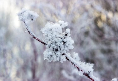 Puzyreplodnik kalinolistny, Physocarpus opulifolius