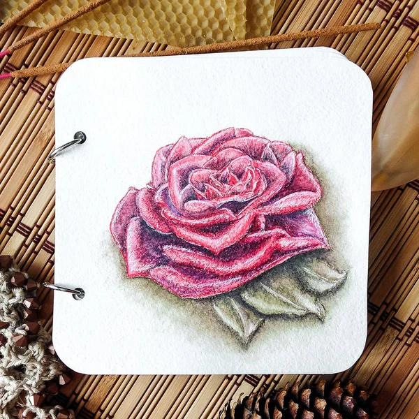 バラの花水彩画 — ストック写真