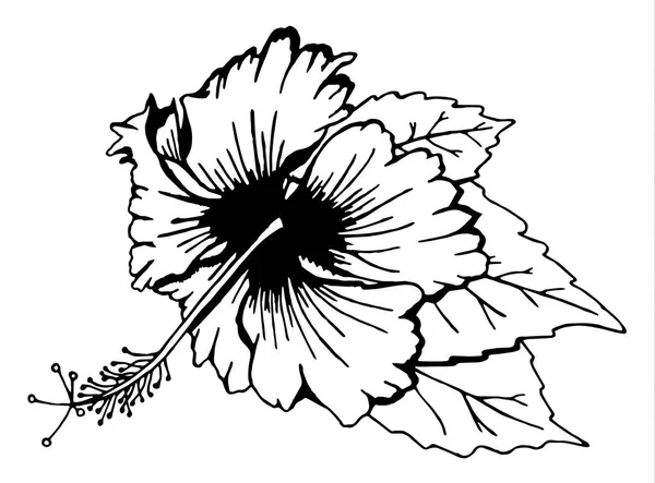 Flor de hibisco com folhas —  Vetores de Stock