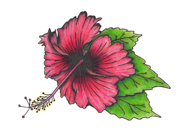 Hibiscus Virág, levél — Stock Fotó