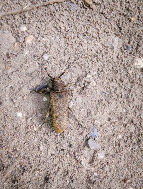 Barbel böceği. Trichoferus campestris