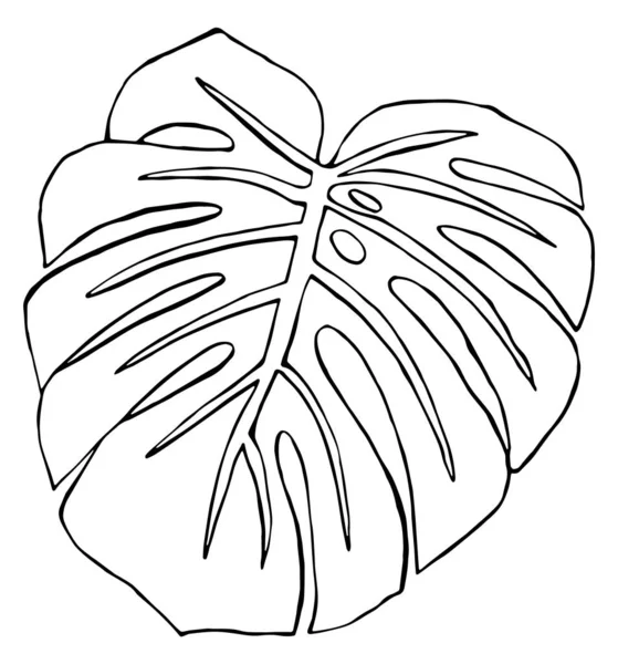 Hoja de Monstera. Ilustración en blanco y negro . — Vector de stock