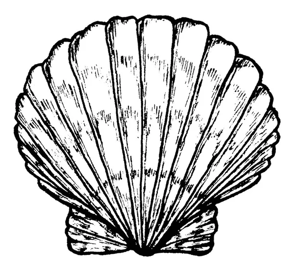 Sea Shell. Svartvit illustration. — Stock vektor