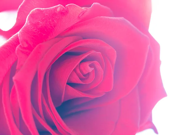 Red rose macro — Stock Photo, Image