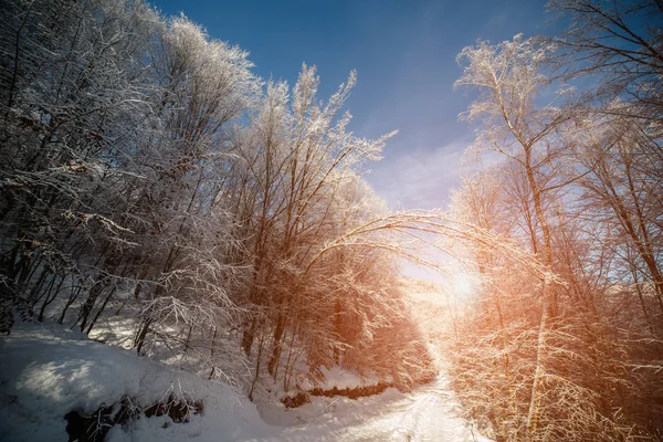 Snow Covered Road Carpathian Mountains Forest Front Bright Sun — Stock Photo, Image