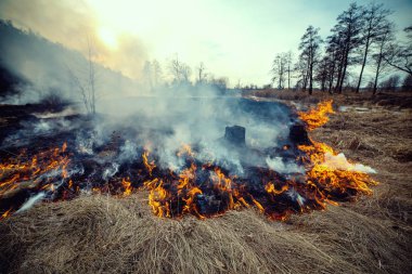 Orman yangını değil bankanın Nehri'nin Uzh, Korostensky district, Ukrayna çayırda
