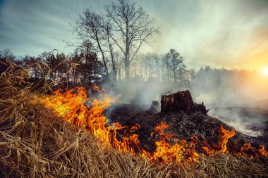 Forest fire in the meadow of the right bank of the river Uzh, Korostensky district, Ukraine clipart