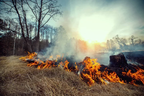 Waldbrand Auf Der Wiese Rechten Ufer Des Flusses Uzh Bezirk — Stockfoto