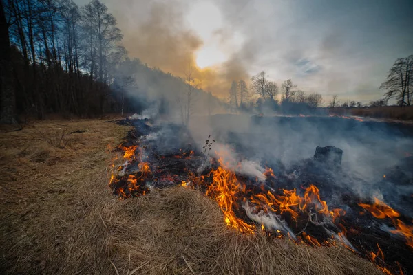 Лесной Пожар Лугу Правого Берега Реки Коростенский Район Украина Лицензионные Стоковые Фото