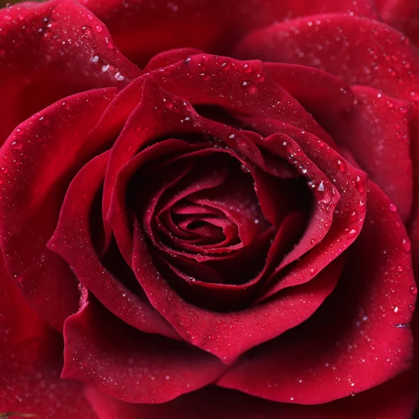 深红色玫瑰与水滴的宏观拍摄 — 图库照片