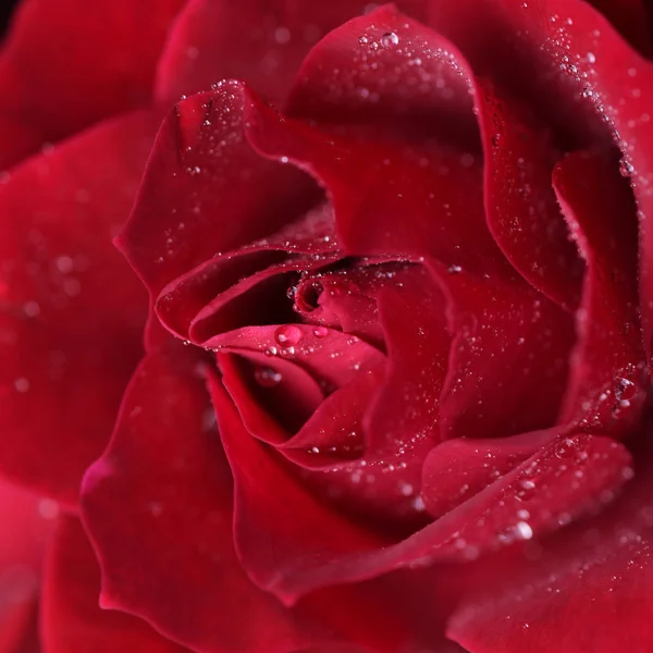 Macro Shot Rosa Rossa Con Gocce Acqua — Foto Stock