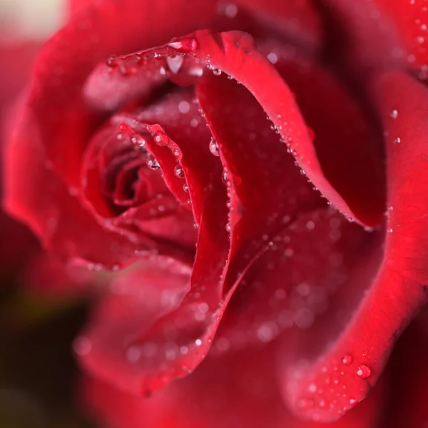 Makro Strzał Czerwonej Róży Kroplami Wody — Zdjęcie stockowe