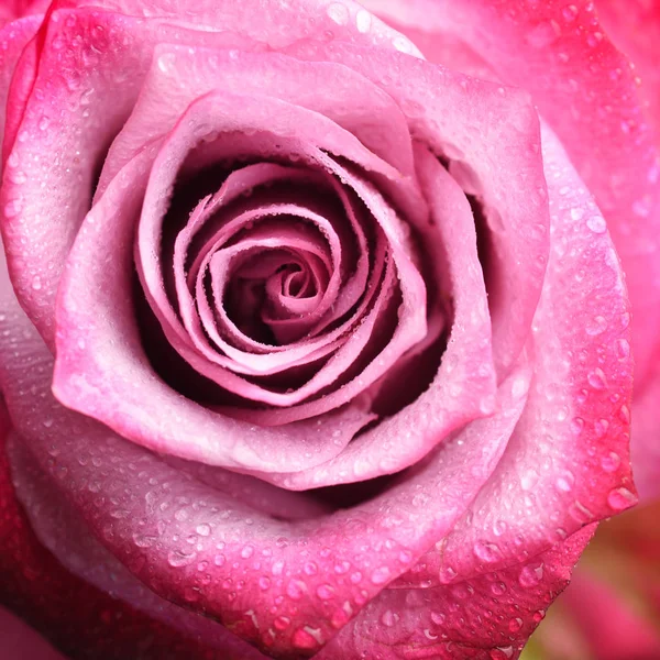 Macro Shot Tender Pink Rose Water Drops — Stock Photo, Image