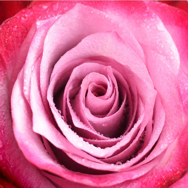 Макро Выстрел Нежной Розовой Розы Капельками Воды — стоковое фото