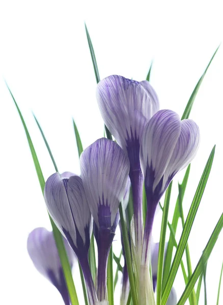 Compoziția Florilor Zăpadă Violetă Crocuse Izolate Fundal Alb — Fotografie, imagine de stoc