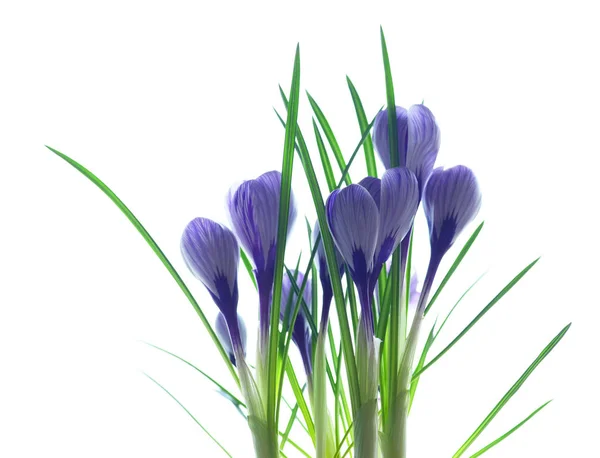 Blomma Sammansättning Violett Snö Krokusar Isolerad Vit Bakgrund — Stockfoto