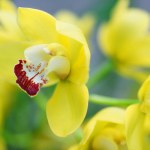 Fechar-se de flores amarelas da orquídea no fundo borrado