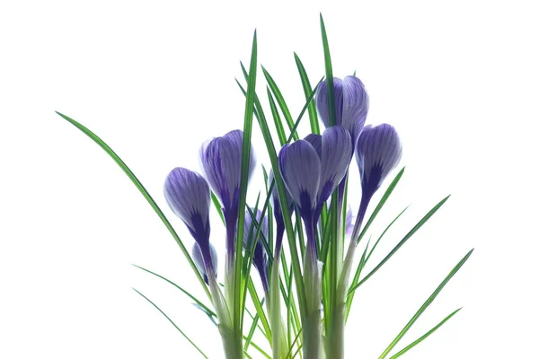 Composición Flores Cocodrilos Nieve Violeta Aislados Sobre Fondo Blanco — Foto de Stock