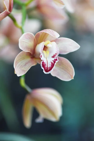 Primer Plano Flores Orquídea Beige Sobre Fondo Borroso — Foto de Stock