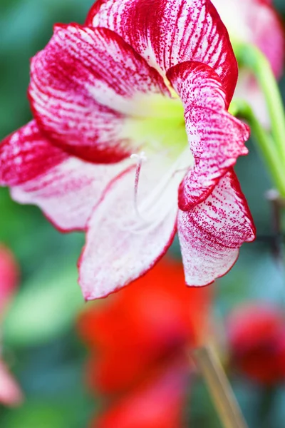 Primer Plano Flor Blanca Roja Sobre Fondo Borroso Naturaleza — Foto de Stock