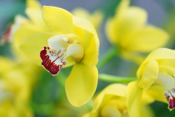 Closeup Yellow Orchid Flowers Blurred Background — Free Stock Photo