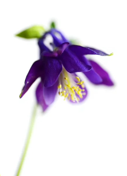 Macro Tiro Violeta Harebell Isolado Fundo Branco — Fotografia de Stock