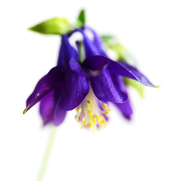 Макро Знімок Фіолетової Гальки Ізольовано Білому Тлі — стокове фото