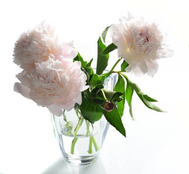 Beyaz arka plan üzerinde izole cam vazoda beyaz peonies closeup