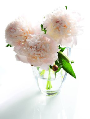 Beyaz arka plan üzerinde izole cam vazoda beyaz peonies çiçek kompozisyon