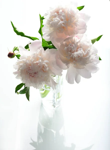 Vértes Fehér Pünkösdi Rózsa Üveg Vázában Elszigetelt Fehér Background — Stock Fotó