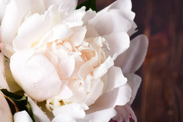 Macro Tiro Flor Peonía Blanca — Foto de Stock