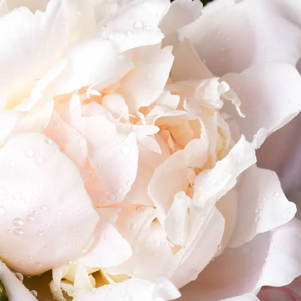 Macro Shot White Peony Flower — Stock Photo, Image