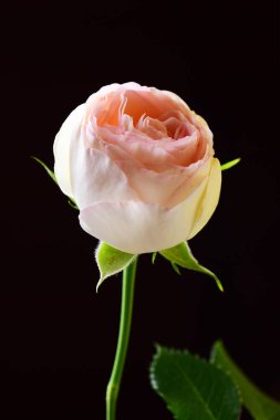 Siyah arka plan üzerine genç çay rose