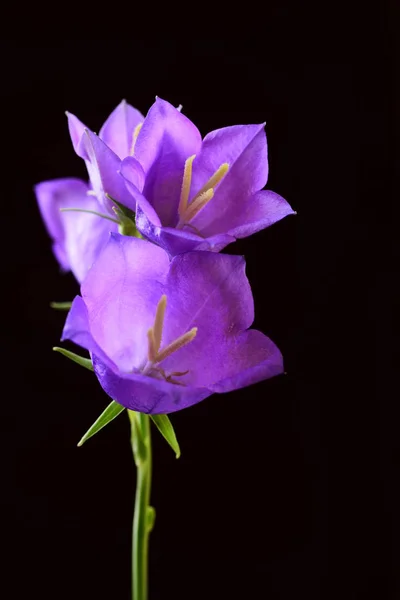 Samenstelling Van Vier Violet Bell Bloemen Zwarte Achtergrond — Stockfoto