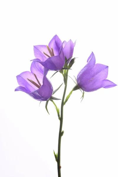 Tre Ljusa Violett Bell Blommor Isolerad Vit Bakgrund — Stockfoto